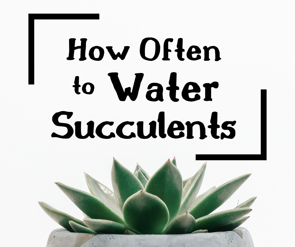 How Often Should You Water Succulents?