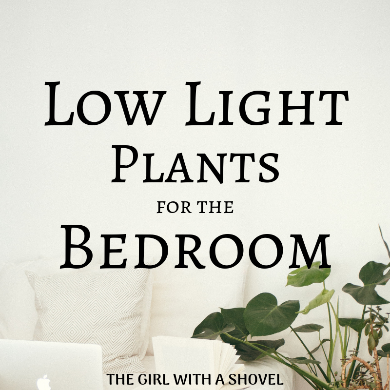 Low Light Plants for the Bedroom Cover Picture
