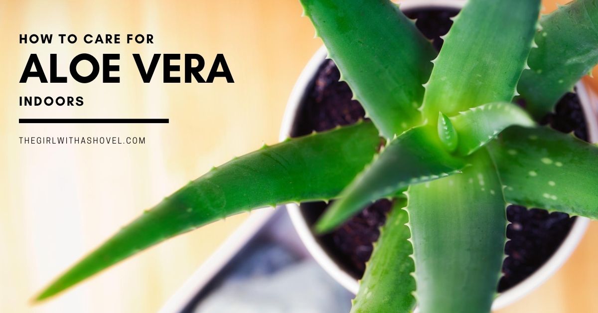 The 3 Keys to Aloe Plant Care - The Girl with a Shovel