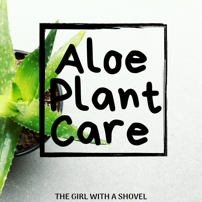 Aloe Plant Care Cover Photo