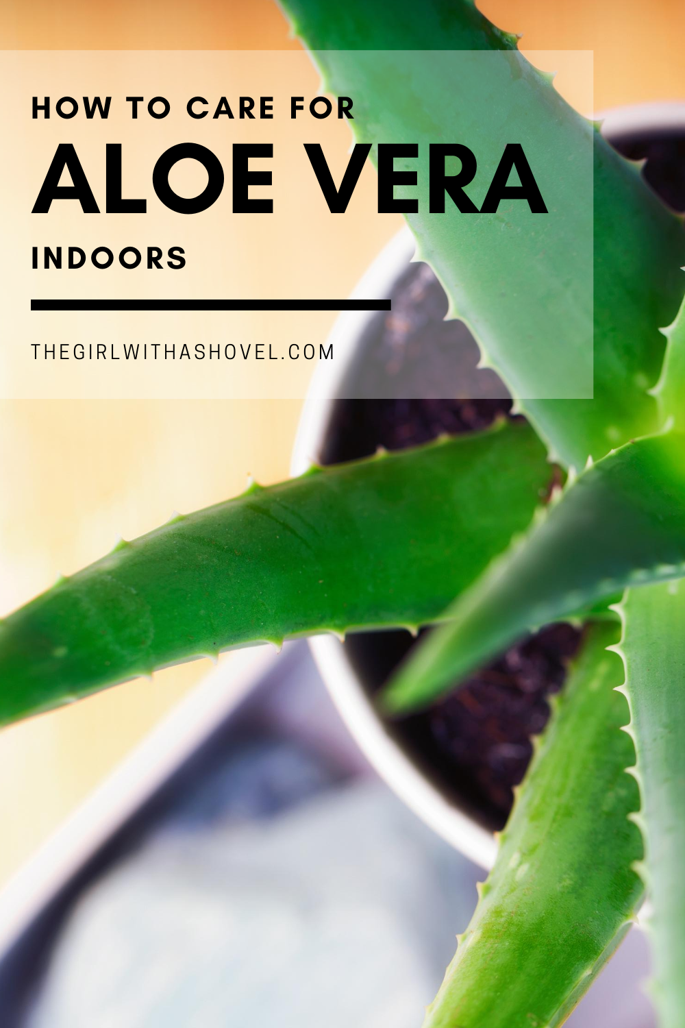 The 3 Keys to Aloe Plant Care - The Girl with a Shovel
