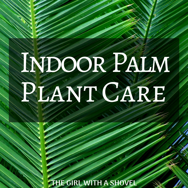 Indoor Palm Plant Care