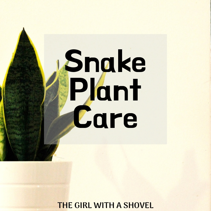 Snake Plant Care
