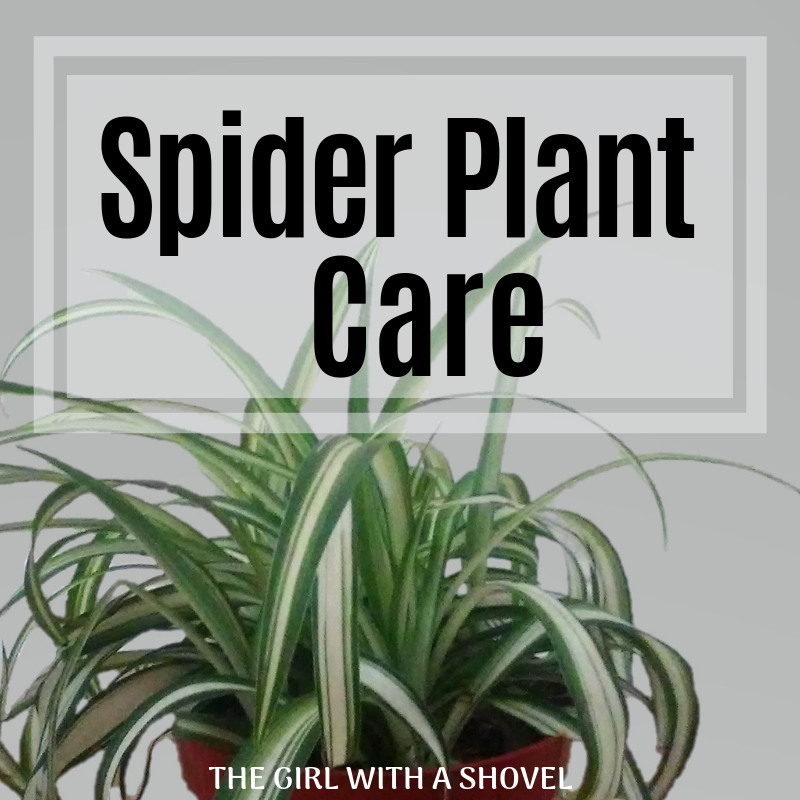 Spider Plant Care Cover Photo