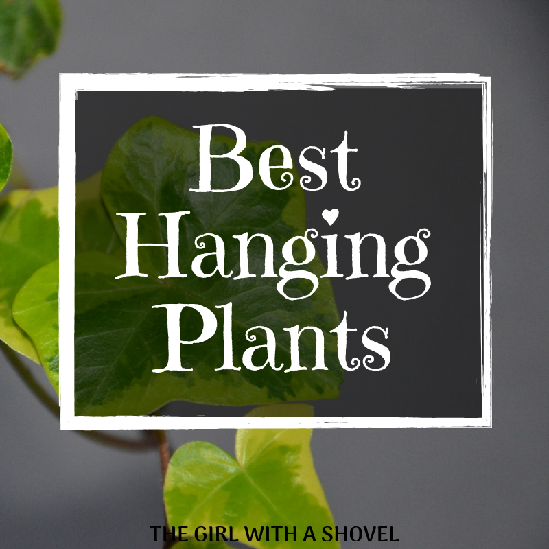 Best Hanging Plants Cover Photo