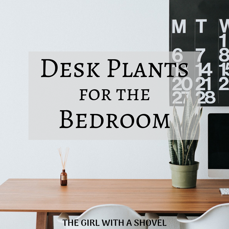 Desk Plants for the Bedroom