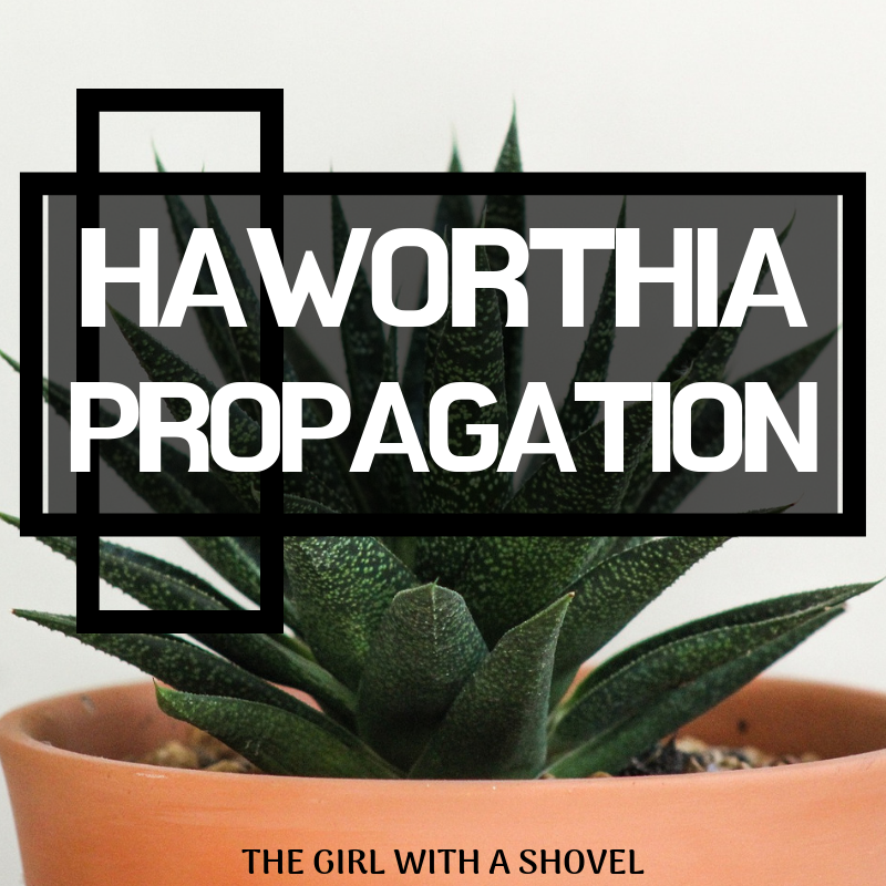 Haworthia Propagation