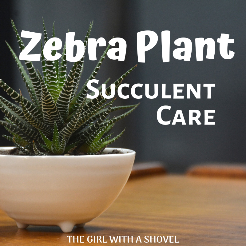 Zebra Plant Succulent Care