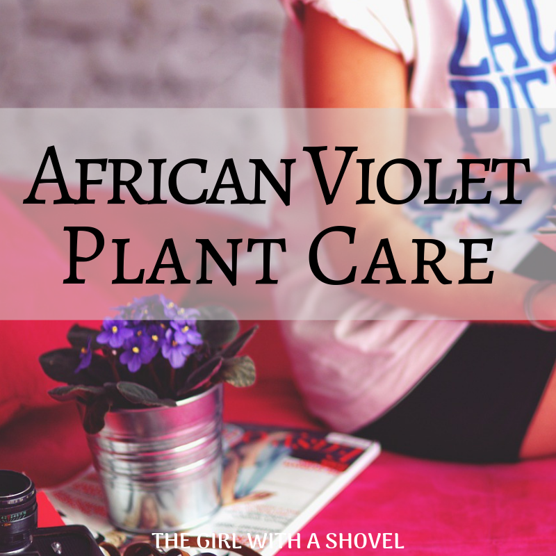 African Violet Plant Care Cover