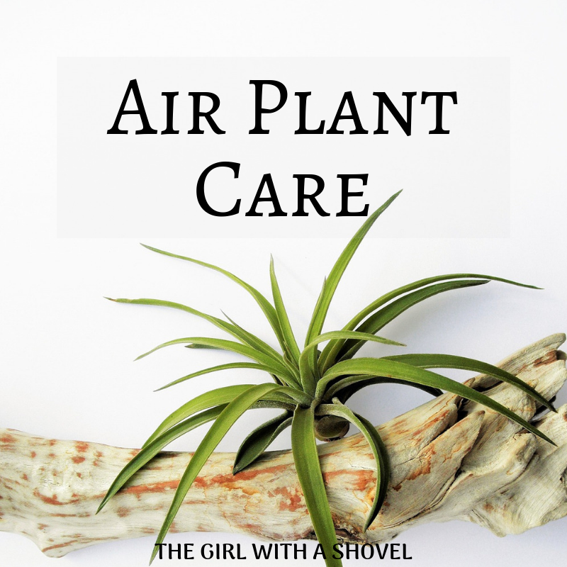 Air Plant Care Cover
