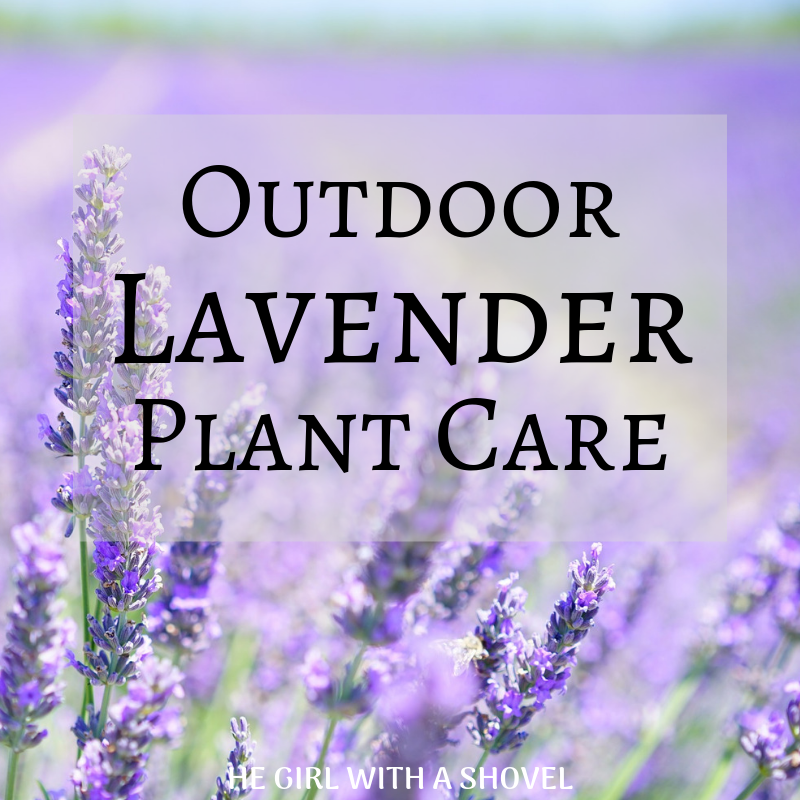 Outdoor Lavender Plant Care