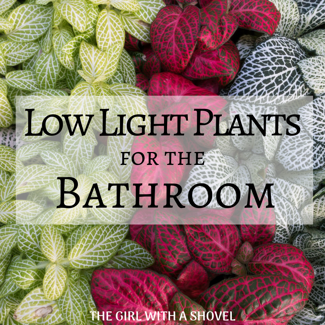 Low Light Plants For the Bathroom Cover