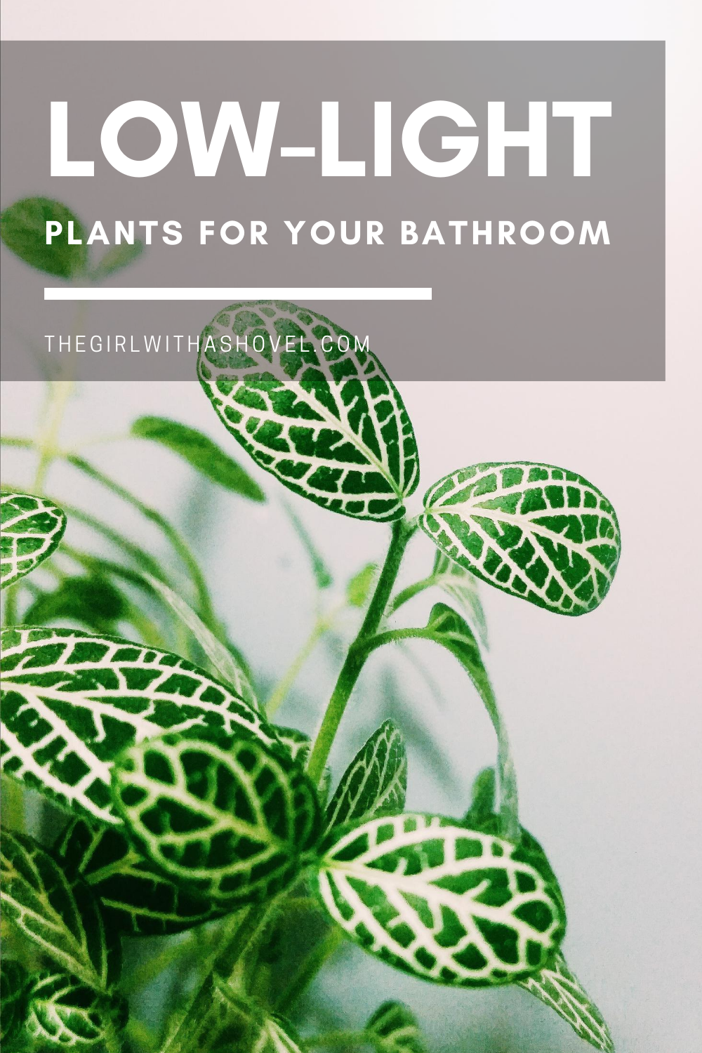 Low Light Plants for the Bathroom The Girl with a Shovel