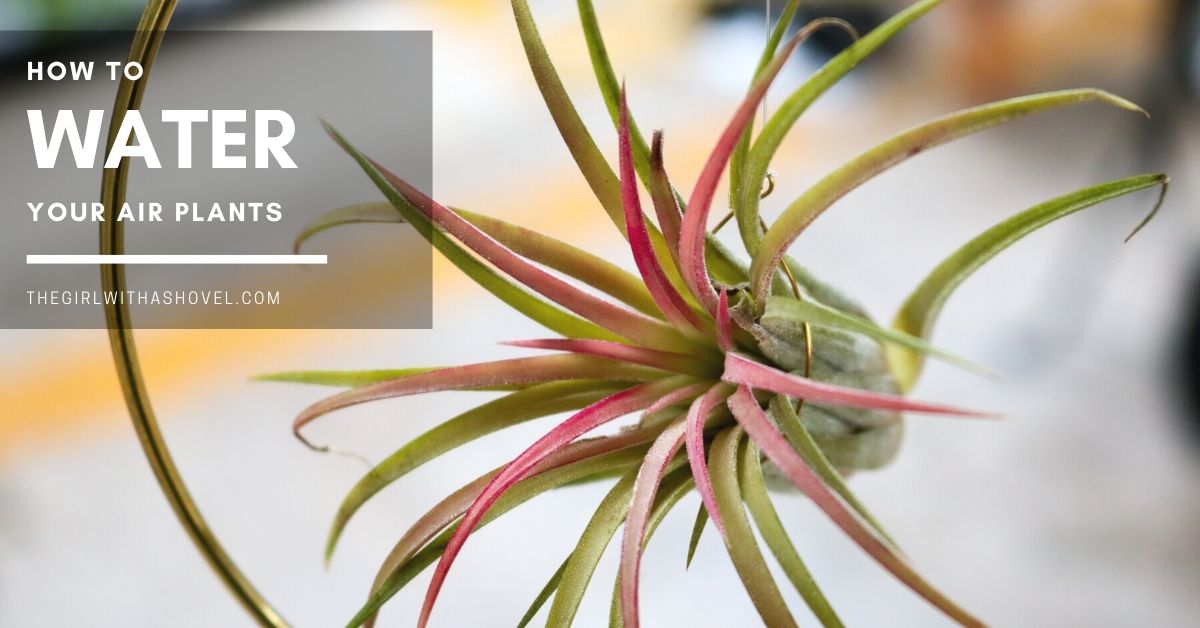 How to Water Air Plants the RIGHT Way! The Girl with a Shovel