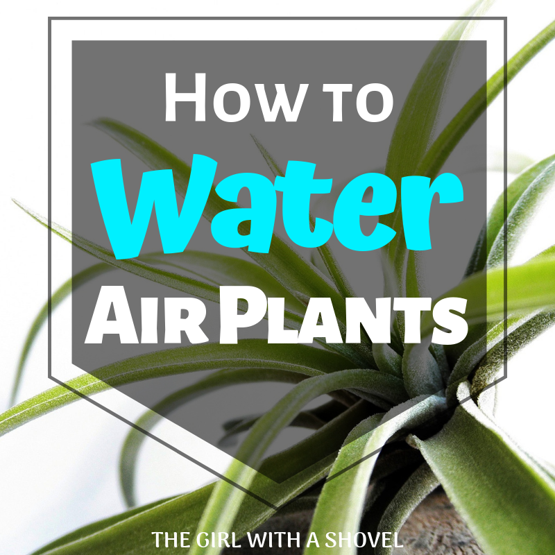 How to water air plants cover