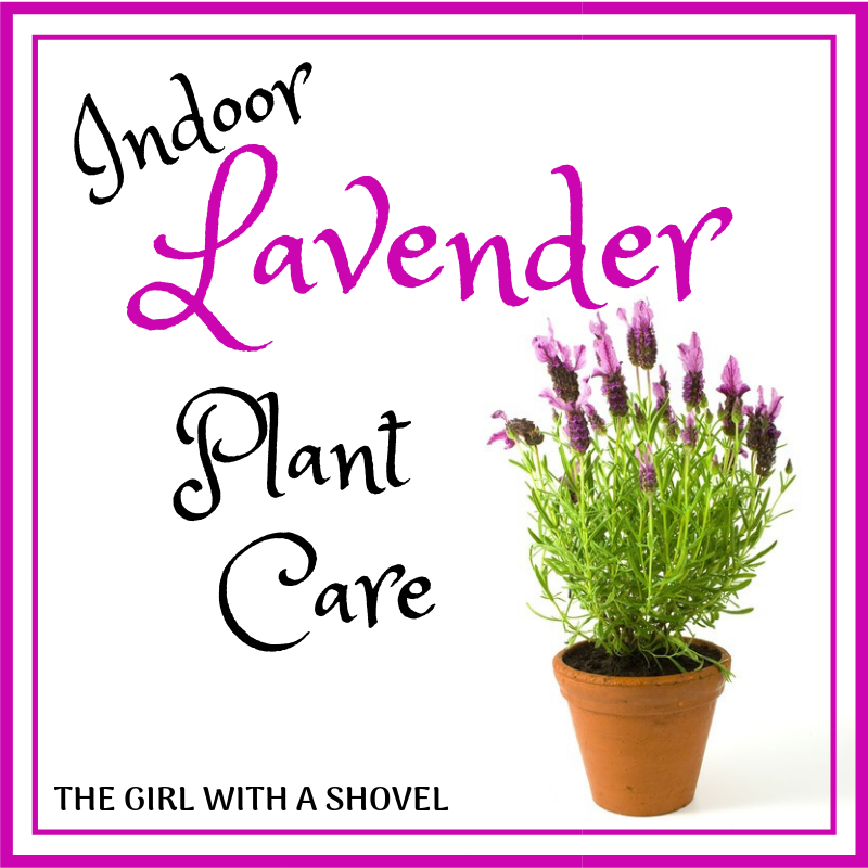 Indoor Lavender Plant Care