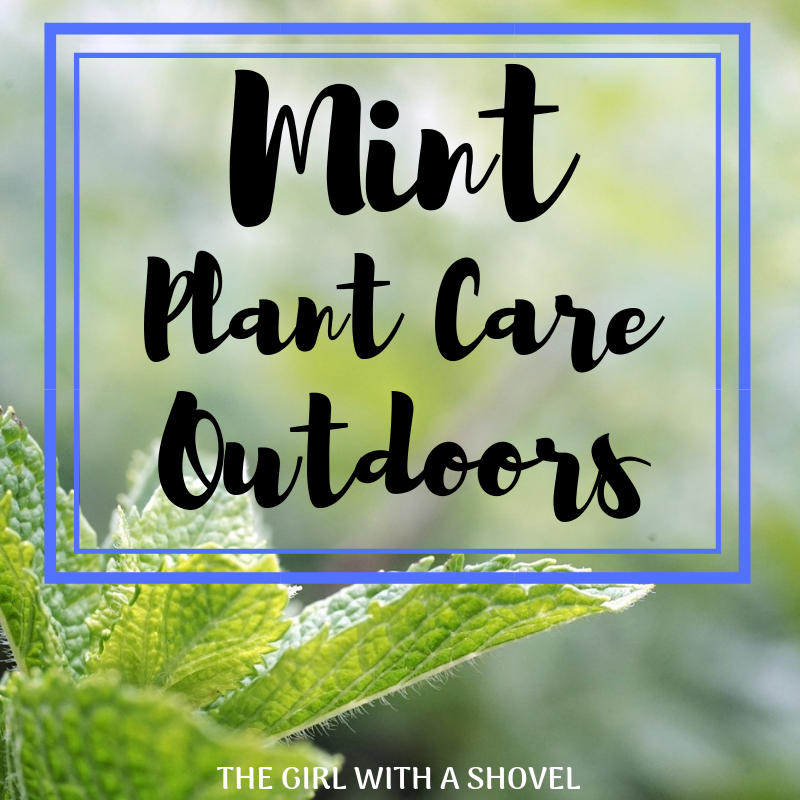 Outdoor mint plant care cover