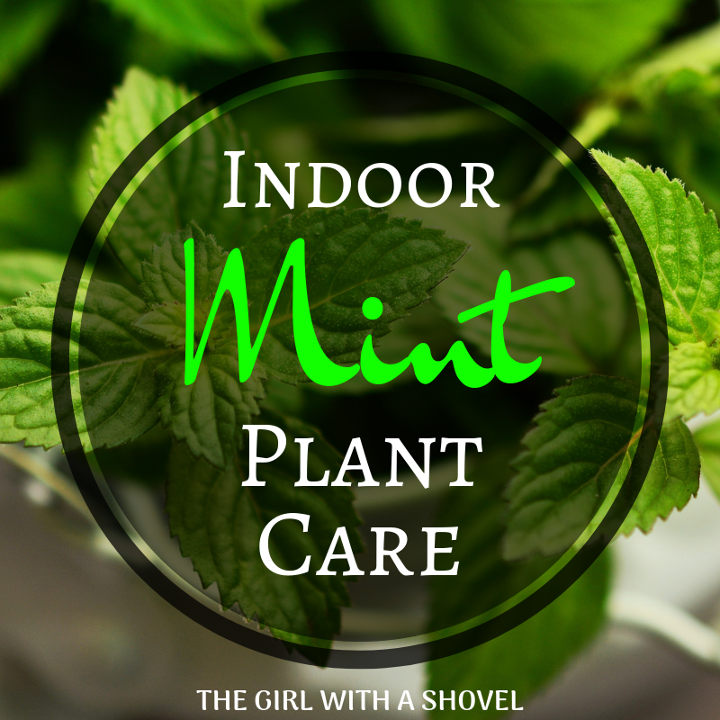 Indoor Mint Plant Care Cover