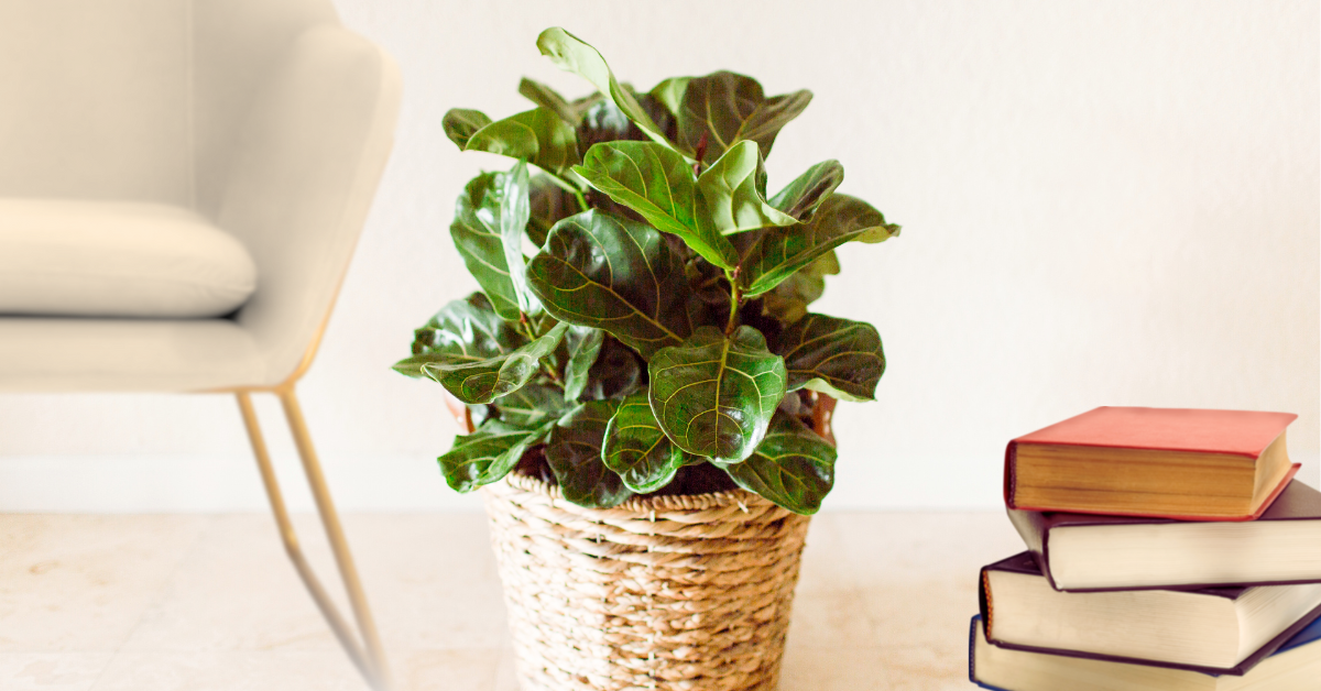 The Complete Proven Guide to Grow a Fiddle Leaf Fig Tree