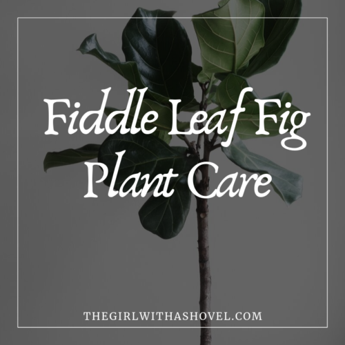The Complete Proven Guide to Grow a Fiddle Leaf Fig Tree: How to Keep ...