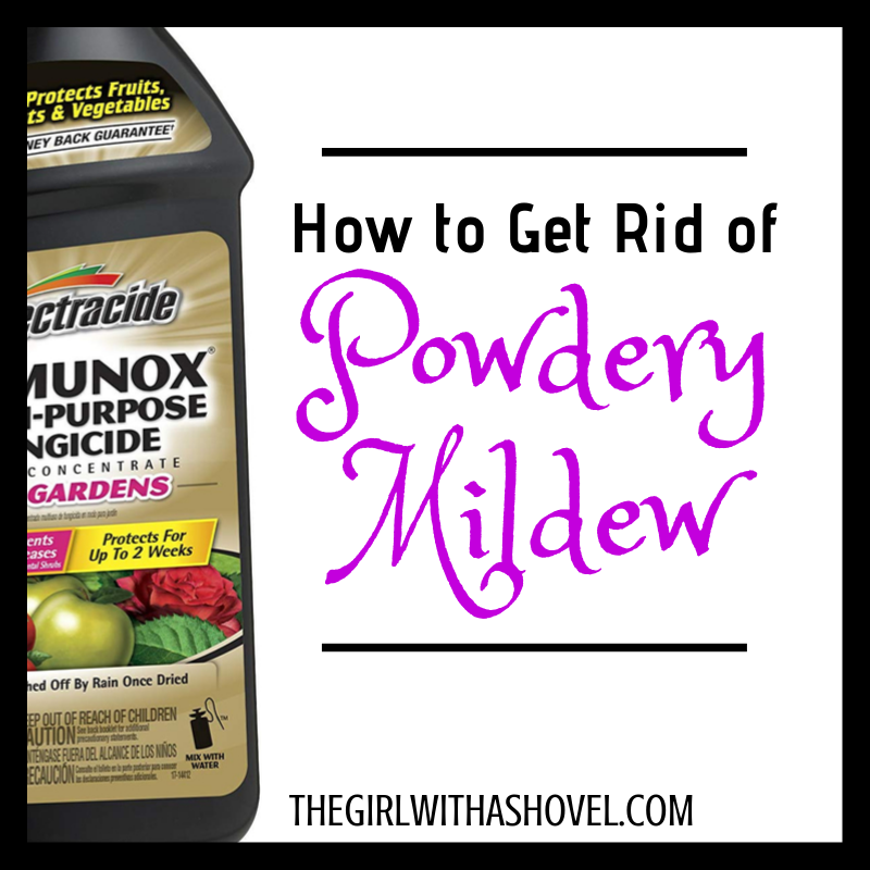 How to get of powder mildew