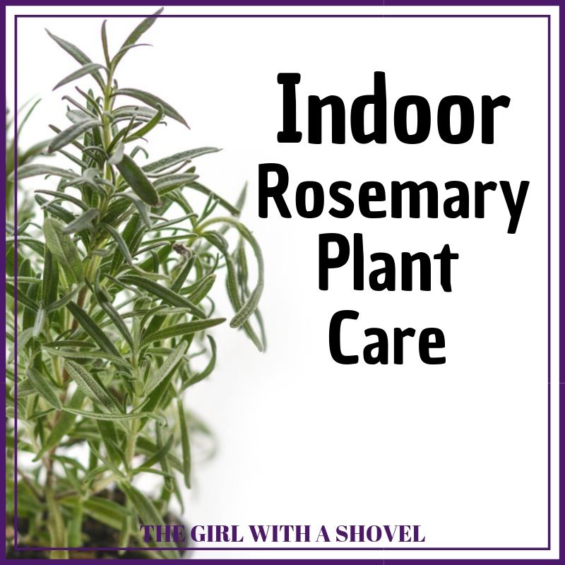 Indoor Rosemary Plant Care