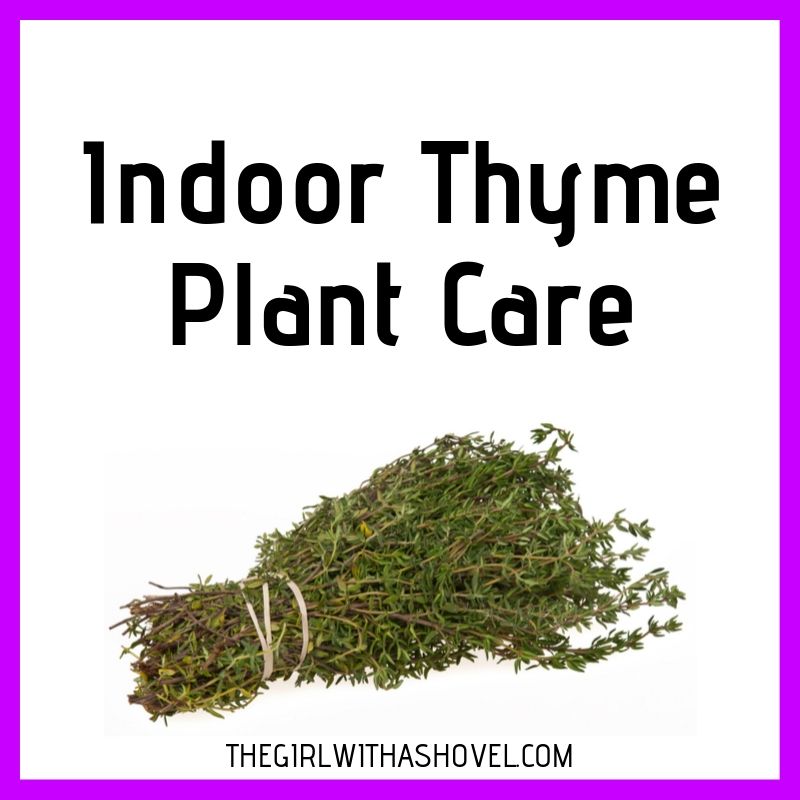 Indoor Thyme Plant Care Cover Picture