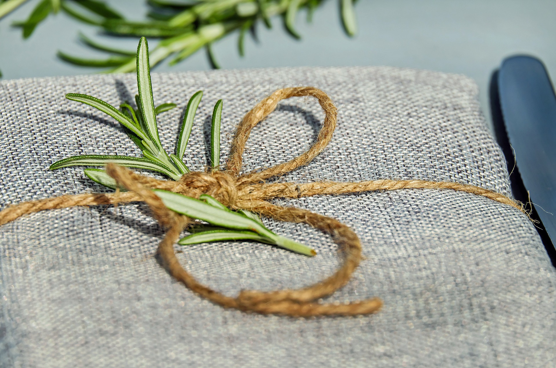 Indoor Rosemary Plant Care The Girl With A Shovel indoor-rosemary-plant-care-the-girl-with-a-shovel