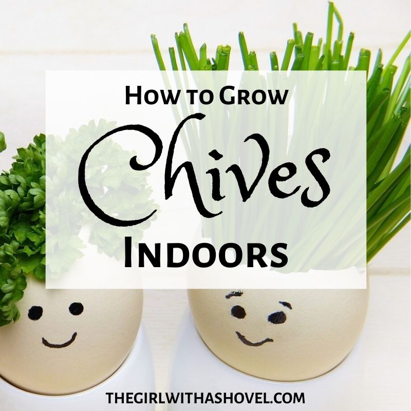 Indoor Chive Plant Care Cover