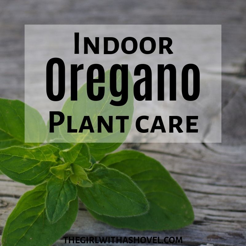 Indoor Oregano Plant Care Cover