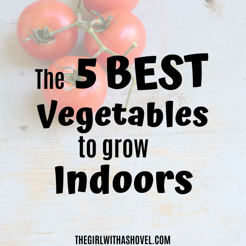 Here is a list of the 5 BEST vegetables to grow indoors. Based off of yield, ease, and practicality!