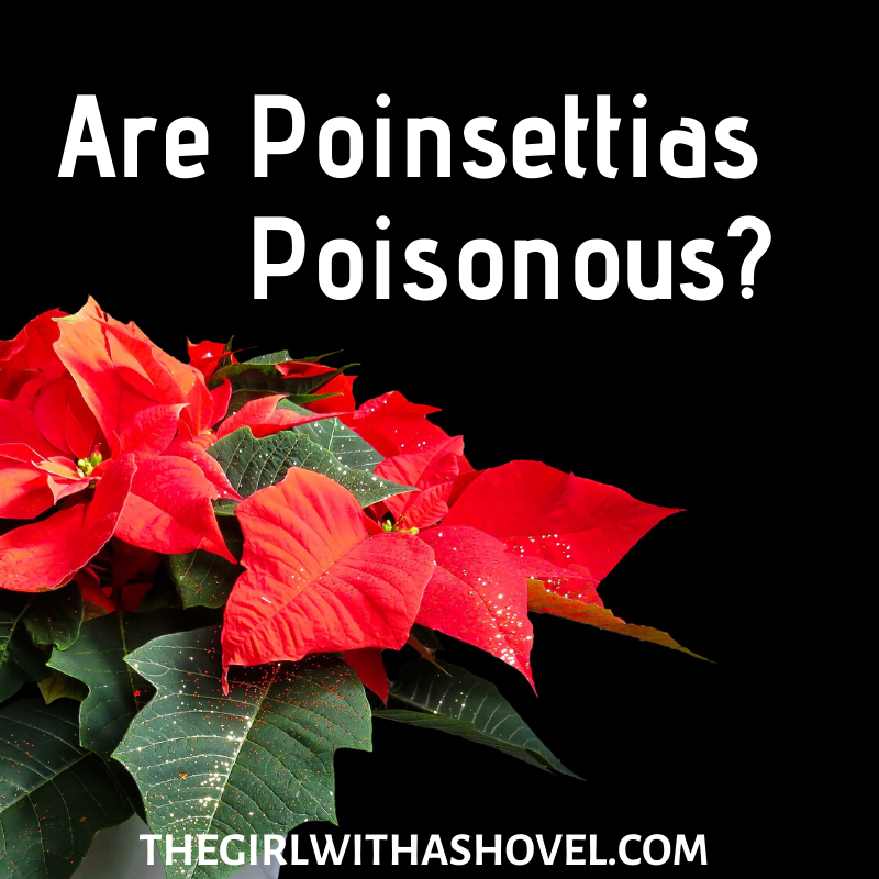 Are poinsettias poisonous? The answer is yes and no... Find out exactly how poinsettias can hurt you and what to do to avoid it!