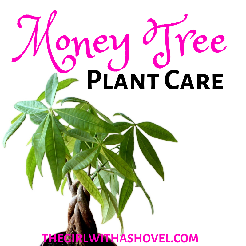 Money Tree Plant Care Cover Photo