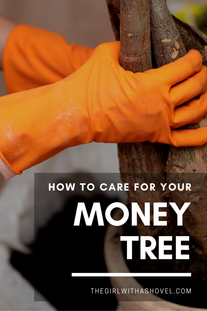 How to Keep your Money Tree Alive | The Girl with a Shovel