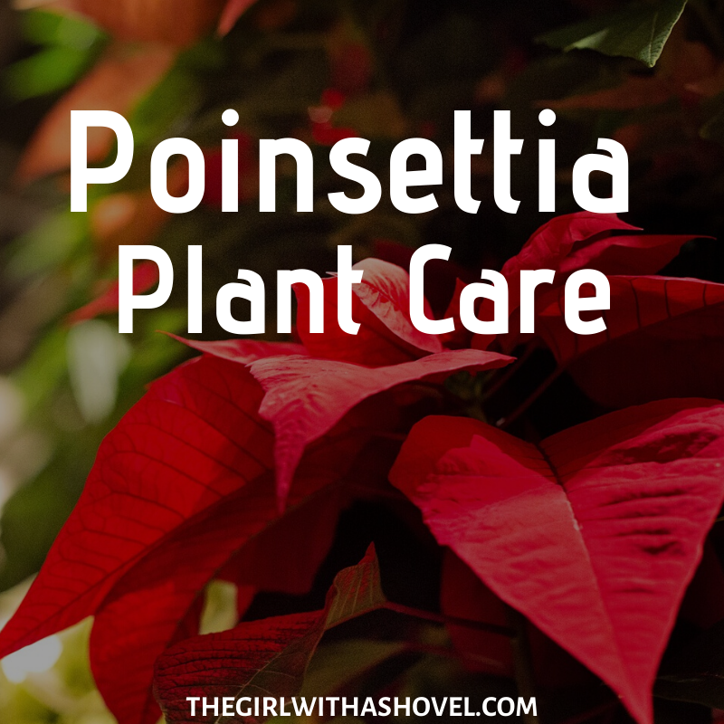 Poinsettia Care for the Entire Christmas Season!