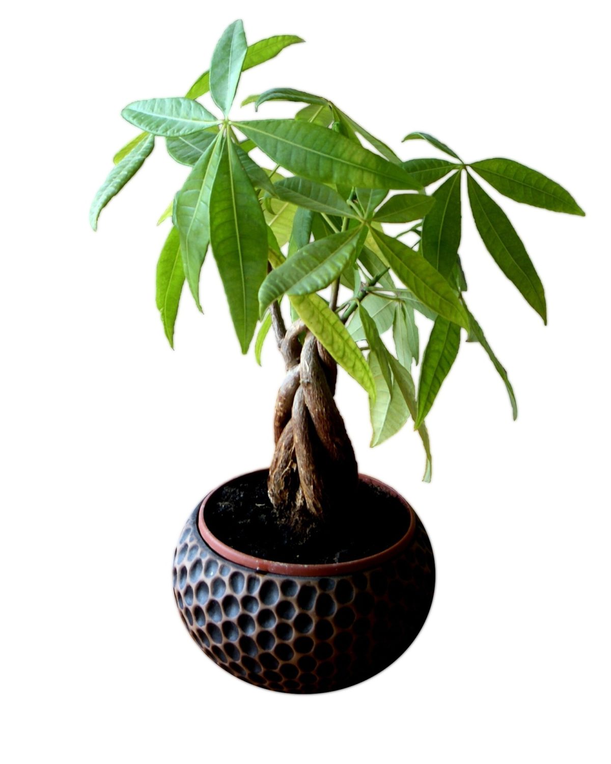 How to Keep your Money Tree Alive - The Girl with a Shovel