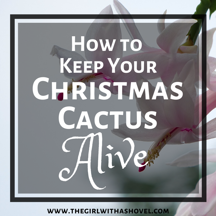 Care for Christmas Cactus Cover