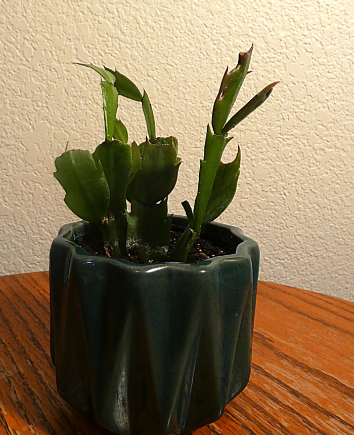 What $325 Buys You In Different Types Of Sansevieria