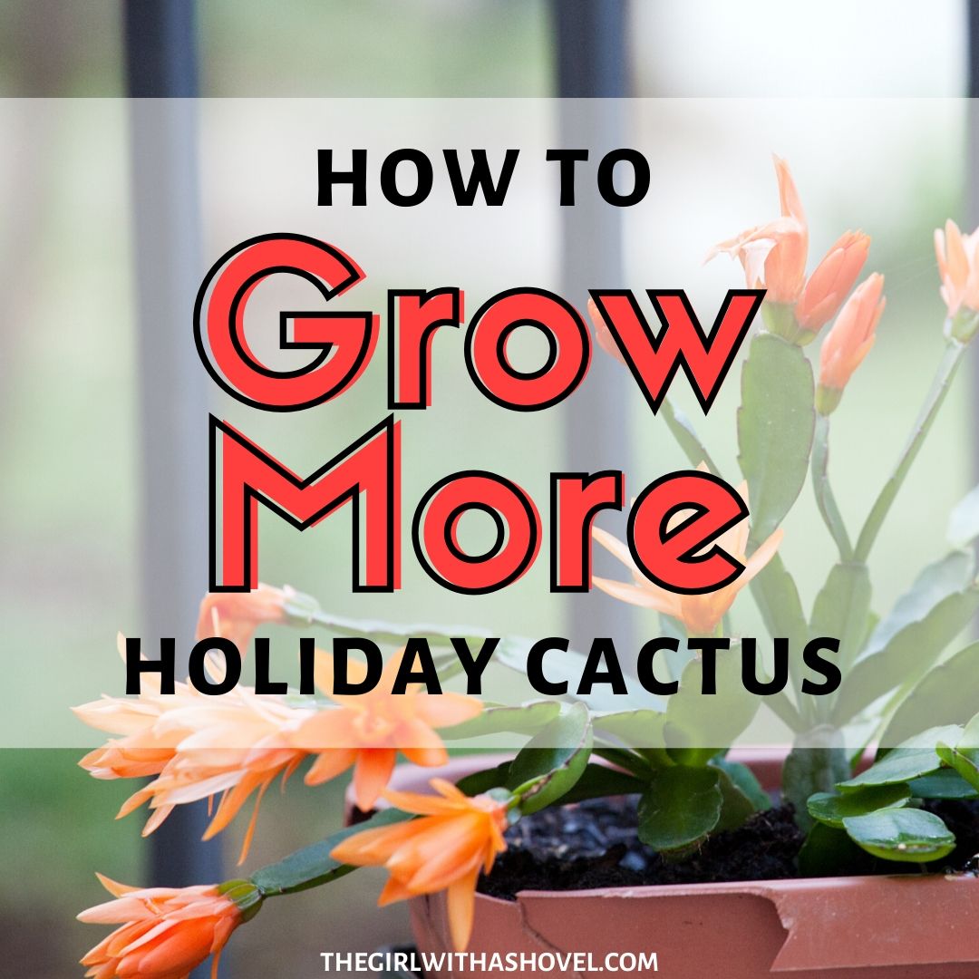 3 Easy Ways to Propagate Christmas Cactus