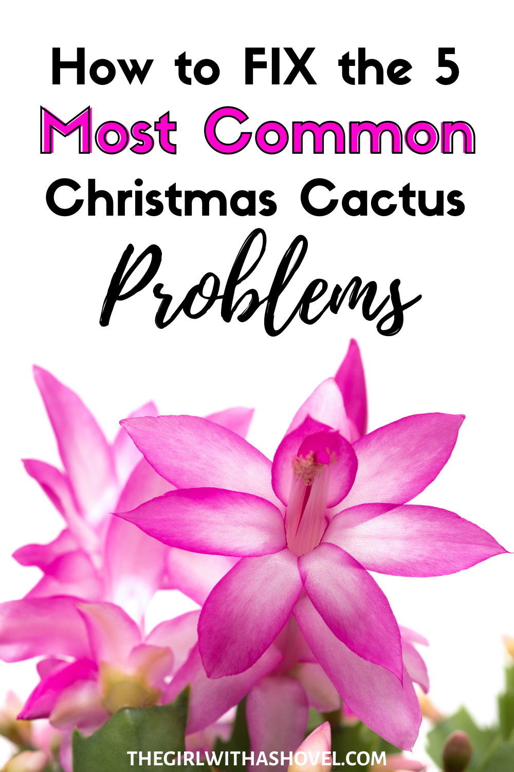 problems with christmas cactus pinterest image