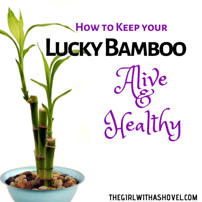 How To Care For Lucky Bamboo Tree / Lucky Bamboo Plant Manual On How To ...