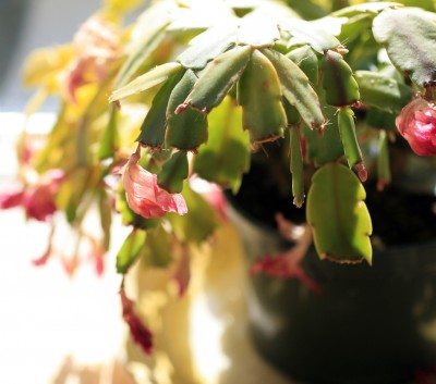 Christmas cactus flower buds falling off before fully blooming