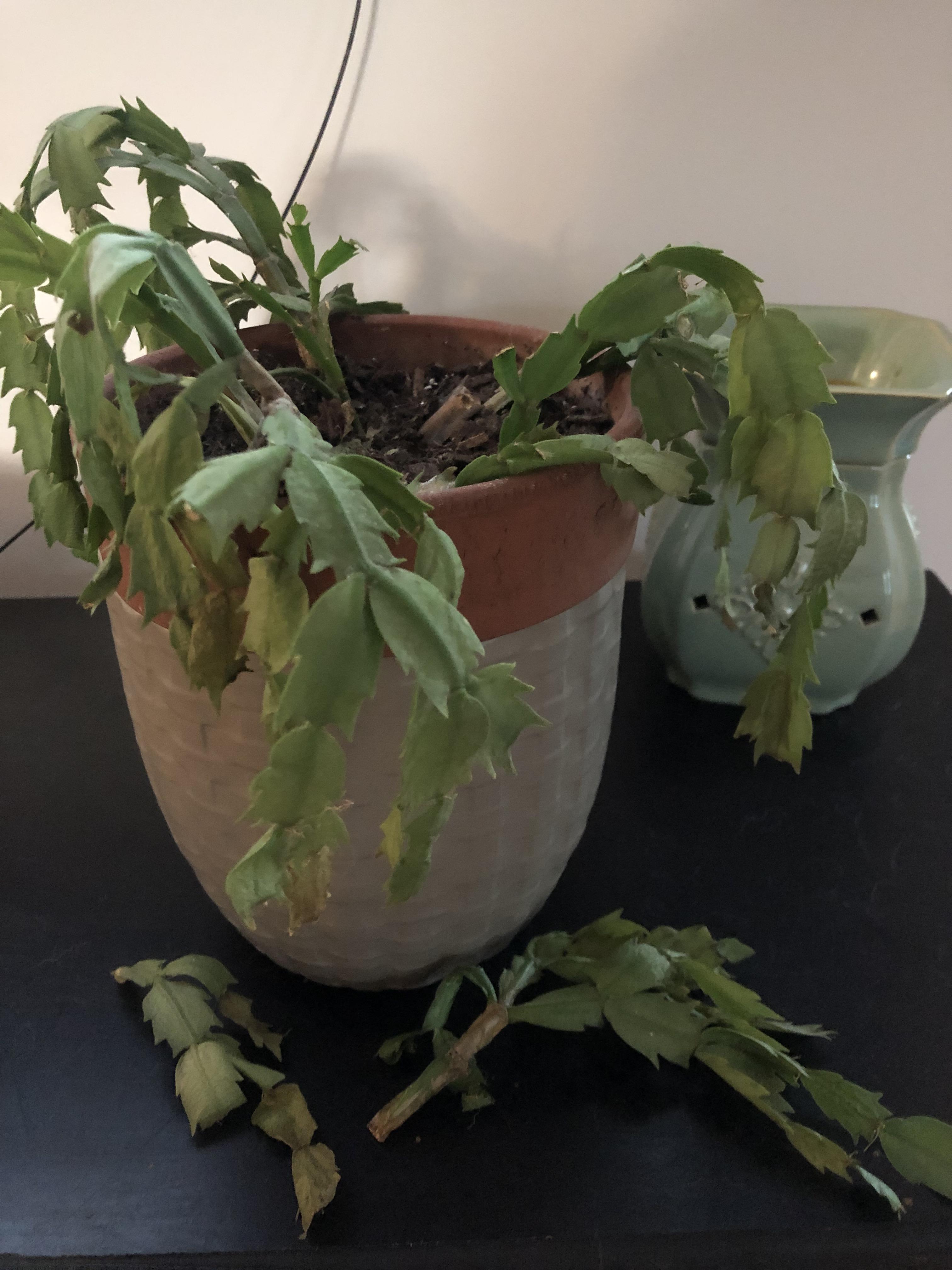 Christmas Cactus stems falling off