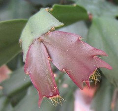 Christmas Cactus leaves turning red