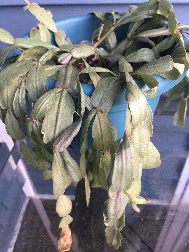 Shriveling Christmas Cactus leaves