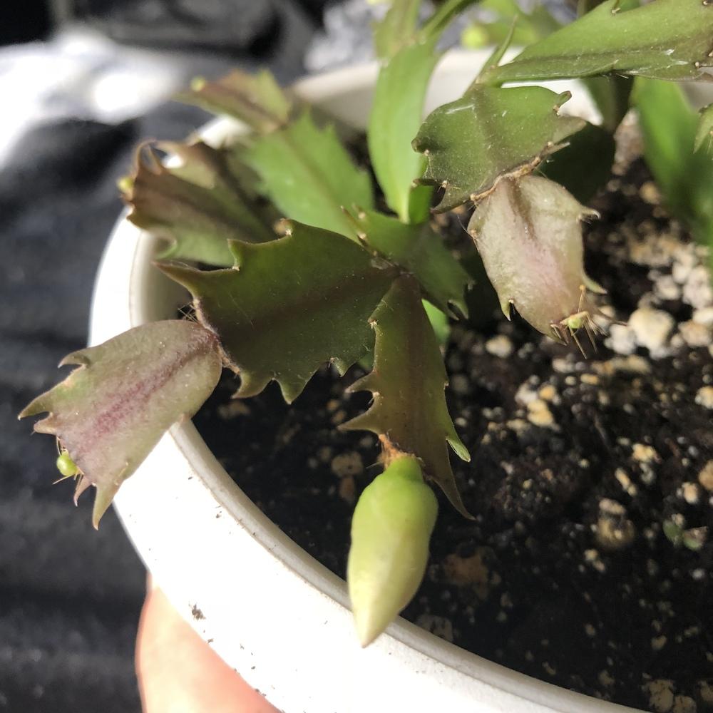 Christmas Cactus Limp Leaves