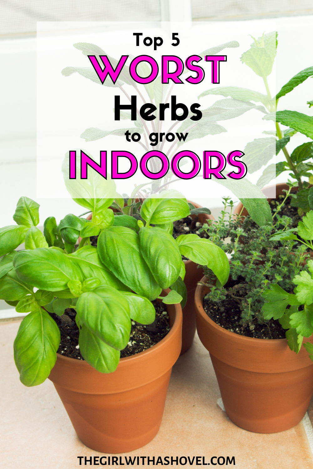 Worst Herbs to Grow Indoors Pinterest