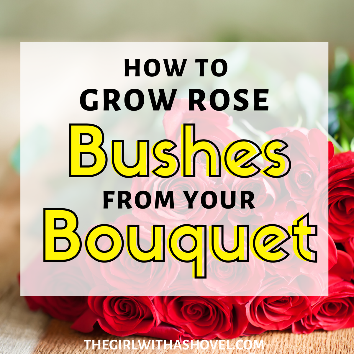 3 Simple Steps to Grow Roses from Cut Flowers The Girl with a Shovel