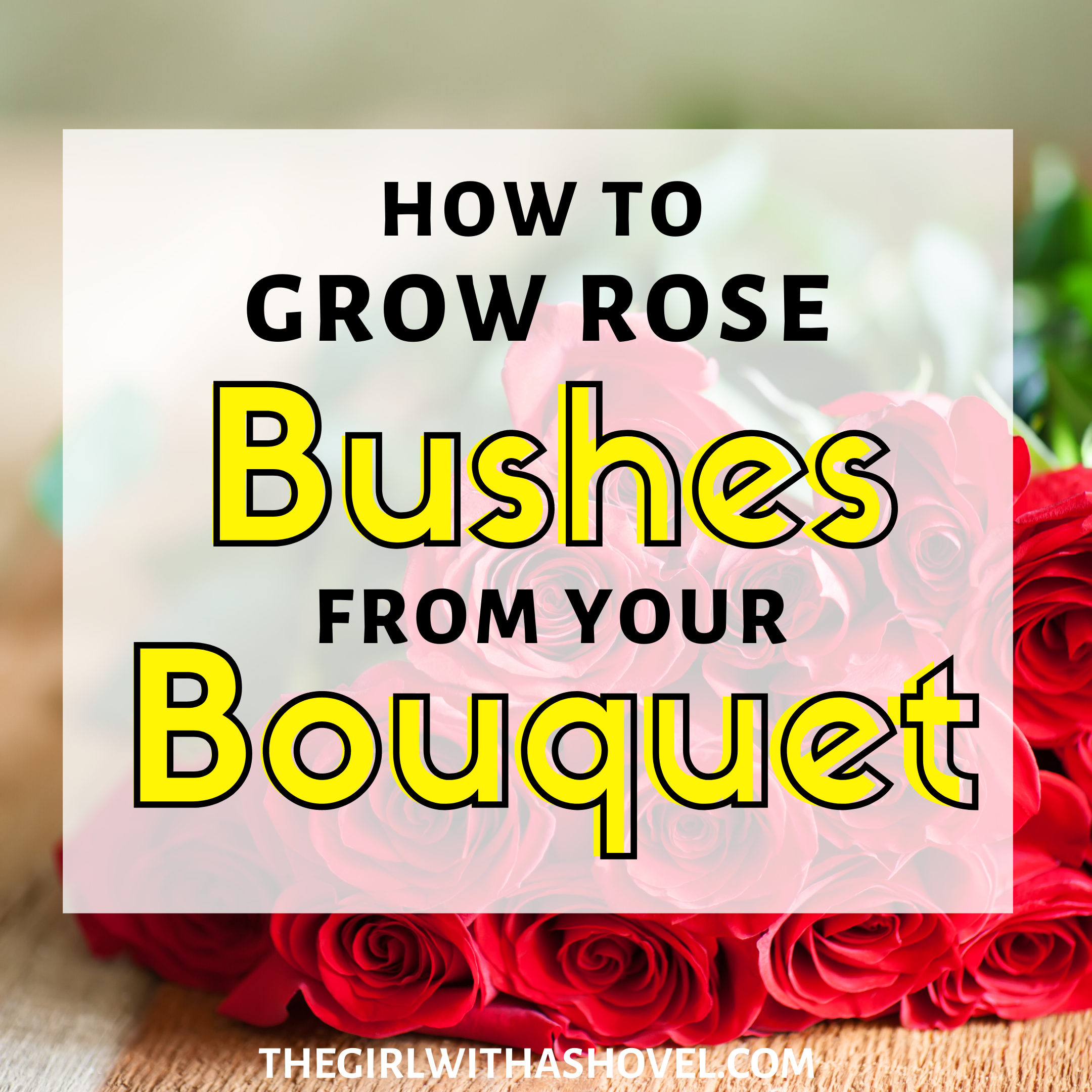 3 Simple Steps to Grow Roses from Cut Flowers