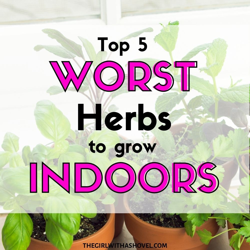 Top 5 Worst Herbs to Grow Indoors